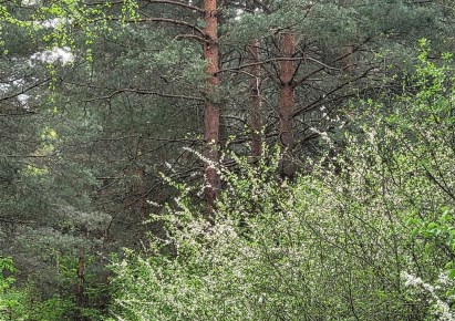działka na sprzedaż - Janów, Piasek